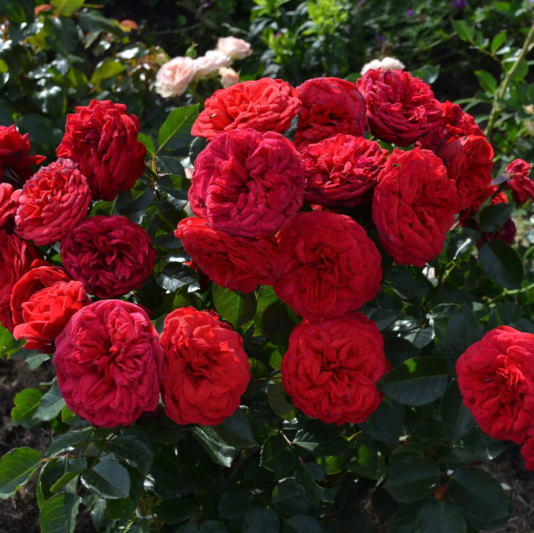 Пионовидная роза "Ред Пиано"