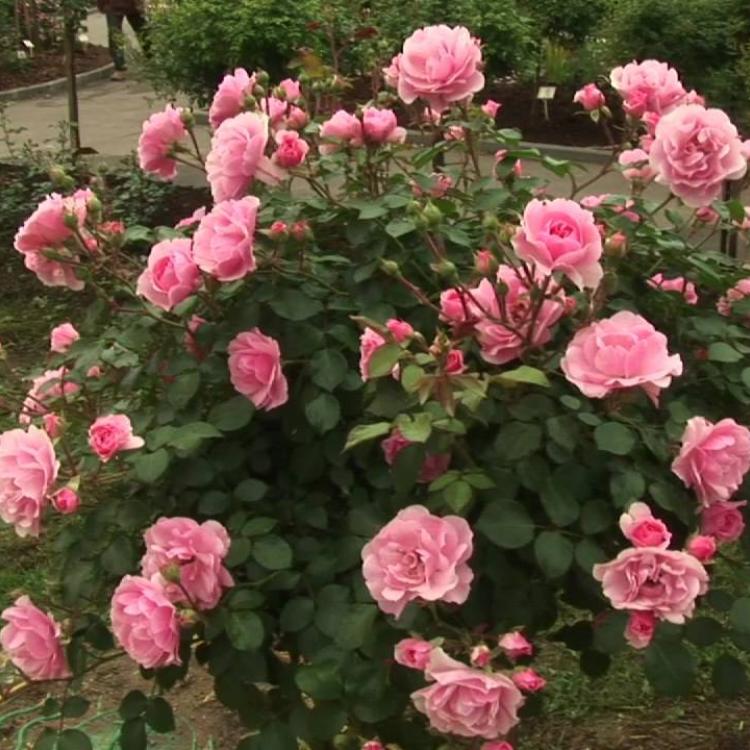 Роза флорибундаБоника (Bonica) | Кедр Питомник растений в СПб